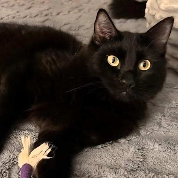 Wish, Adoptable, Kitten Male Domestic Short Hair.