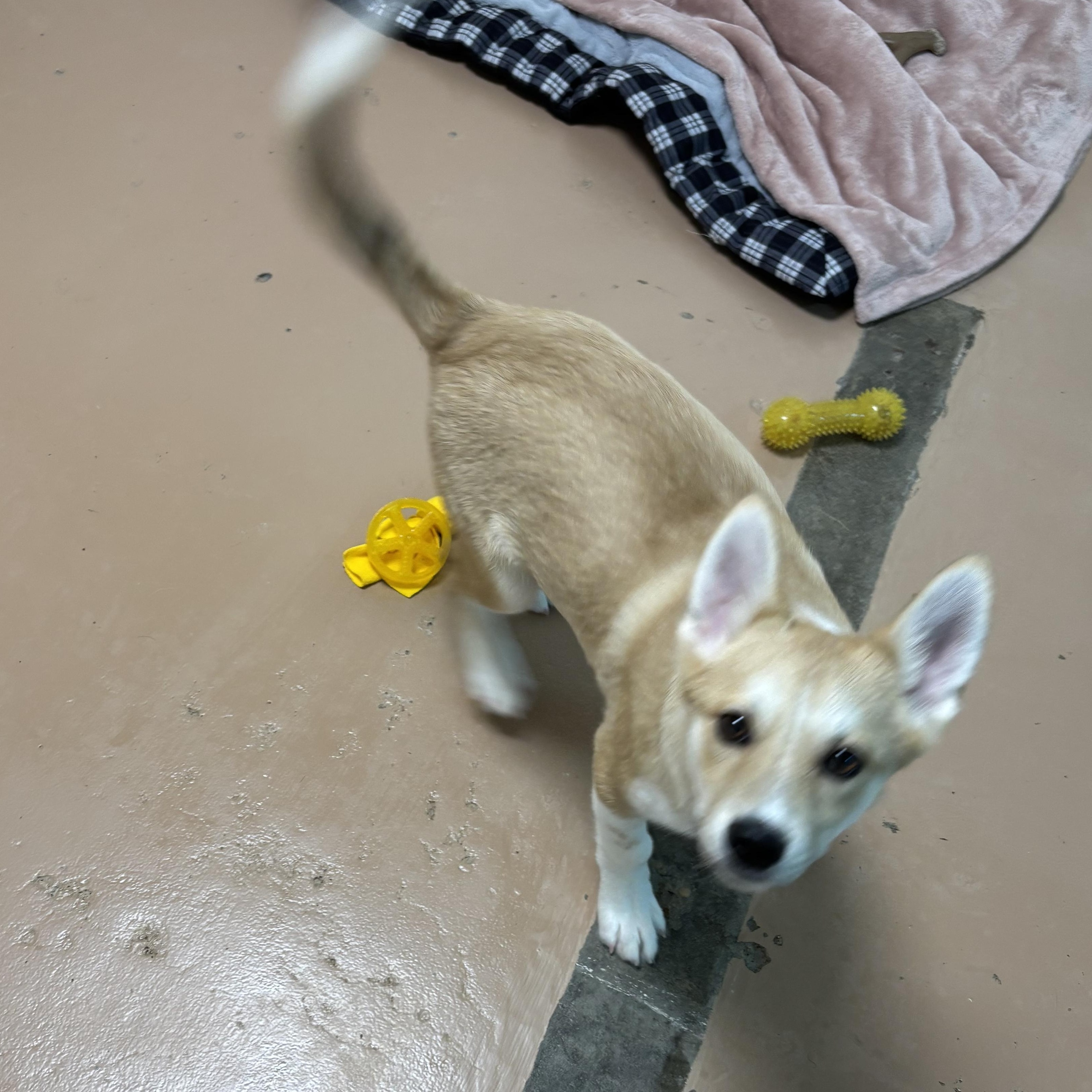 Dylan, an adoptable mixed breed in Jamestown, ND image 2/4