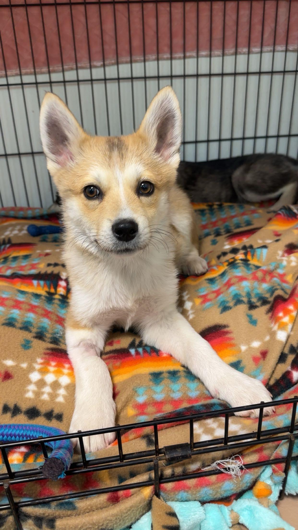 Dylan, an adoptable mixed breed in Jamestown, ND image 3/4