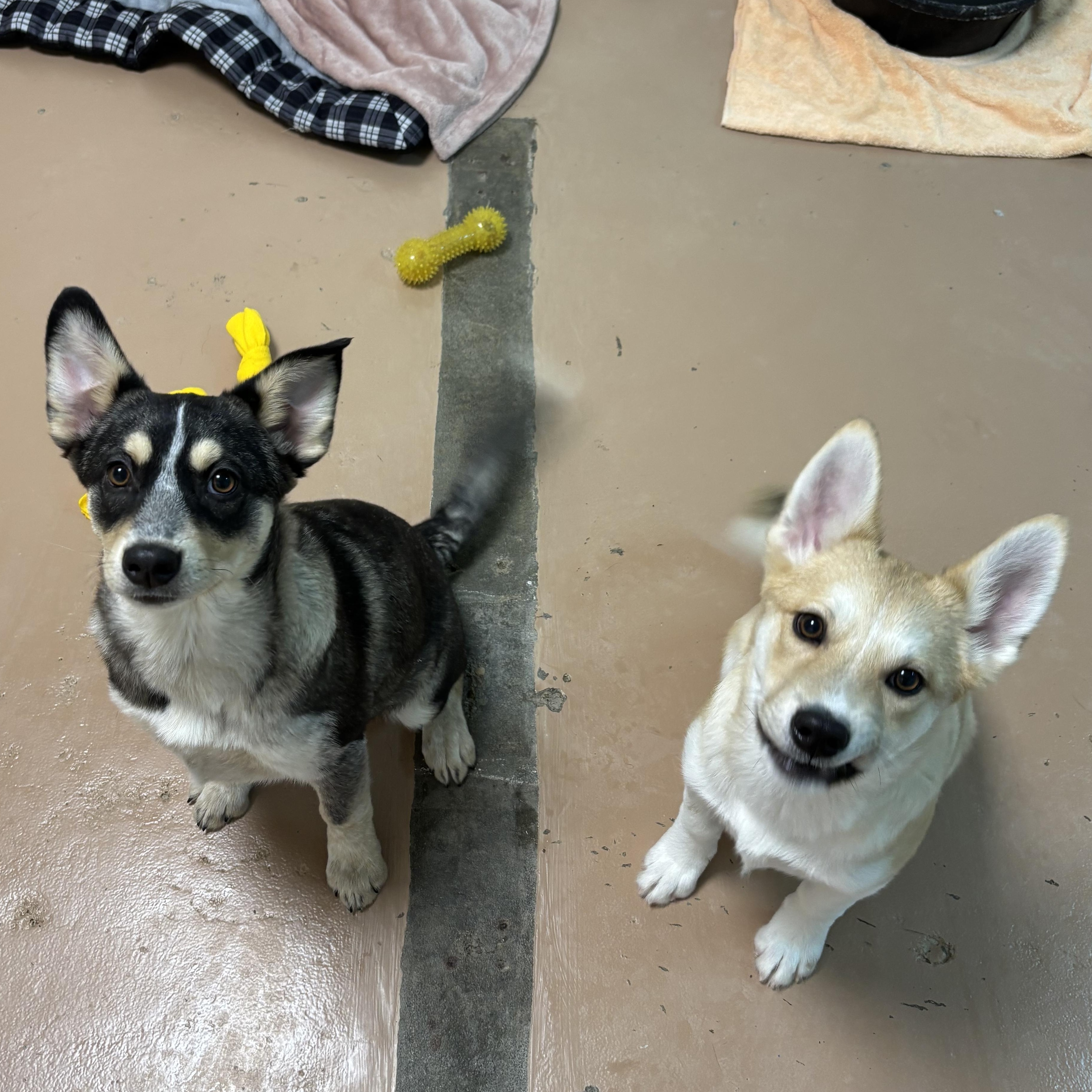 Dylan, adoptable, Puppy Male Husky.