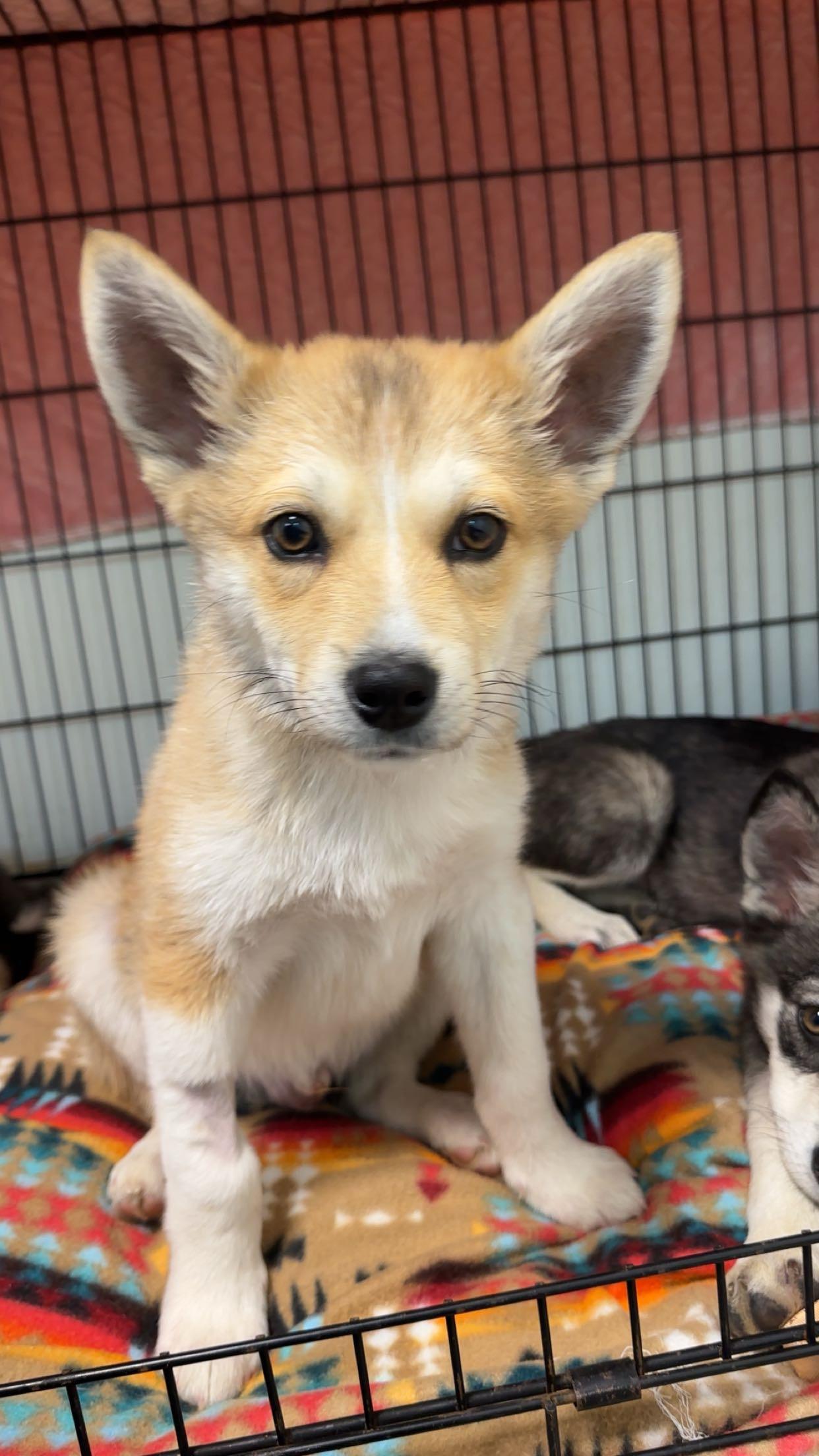 Dylan, an adoptable mixed breed in Jamestown, ND image 4/4