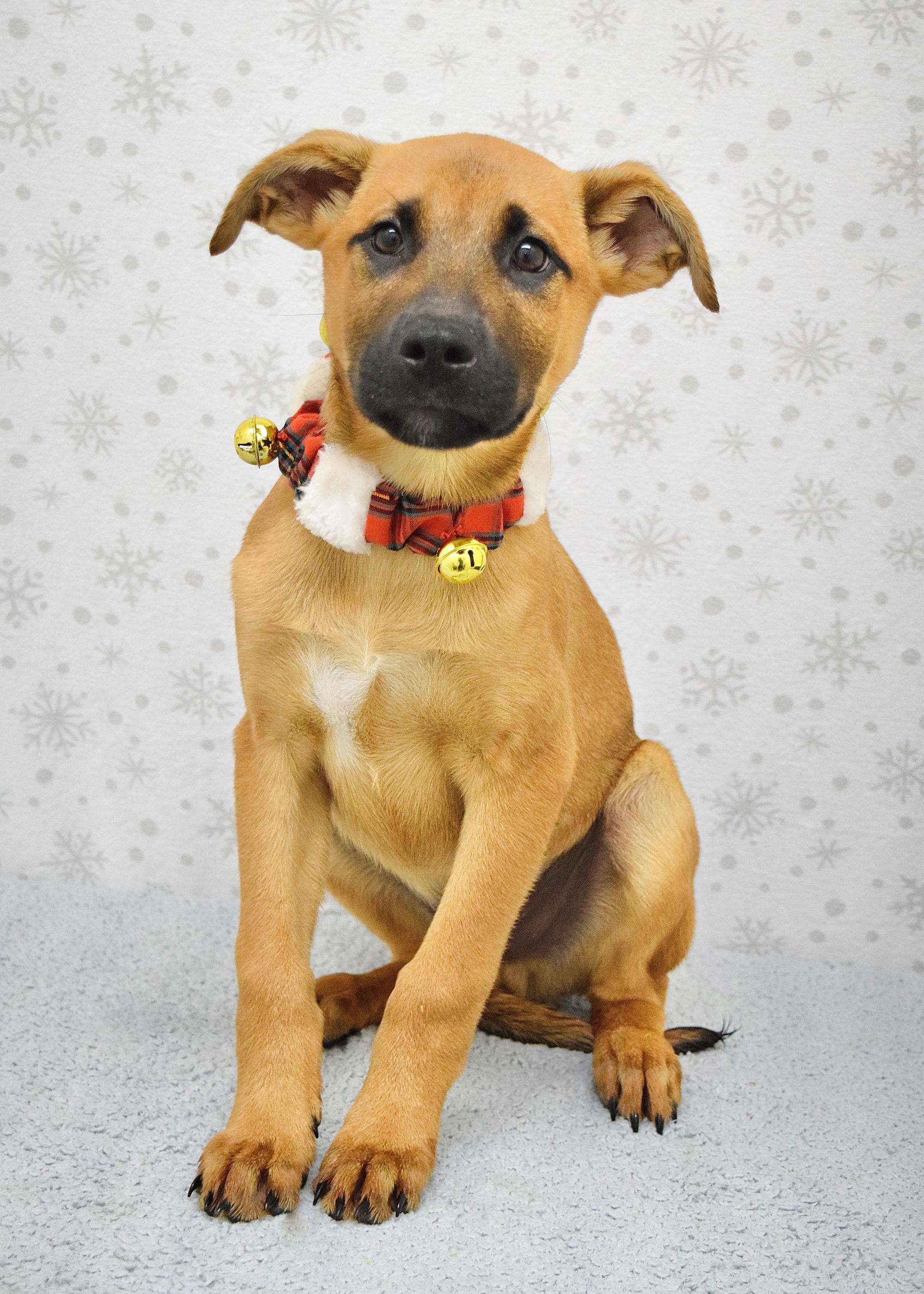 Enlarge Zuko, a ADOPTABLE mixed breed in Dublin, CA image 2/4