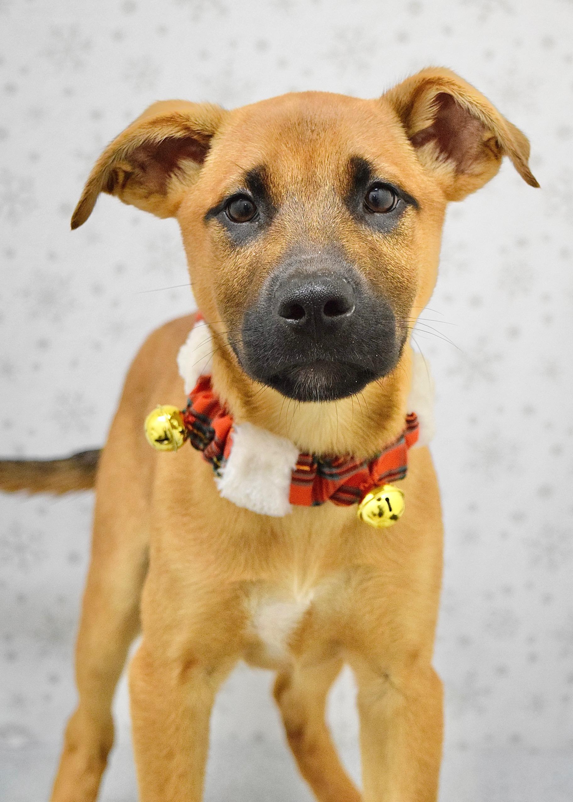 Enlarge Zuko, a ADOPTABLE mixed breed in Dublin, CA image 3/4