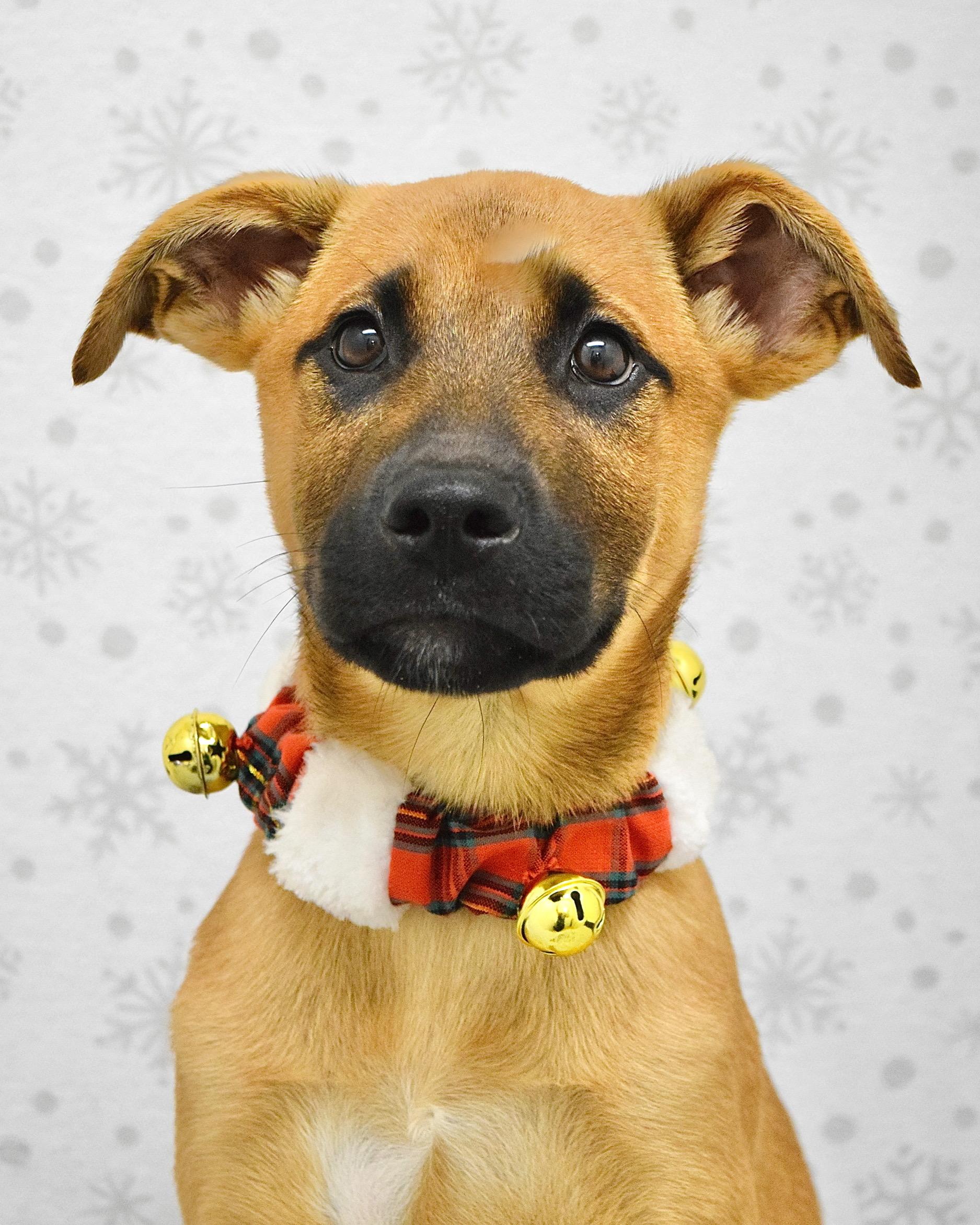 Enlarge Zuko, a ADOPTABLE mixed breed in Dublin, CA image 1/4