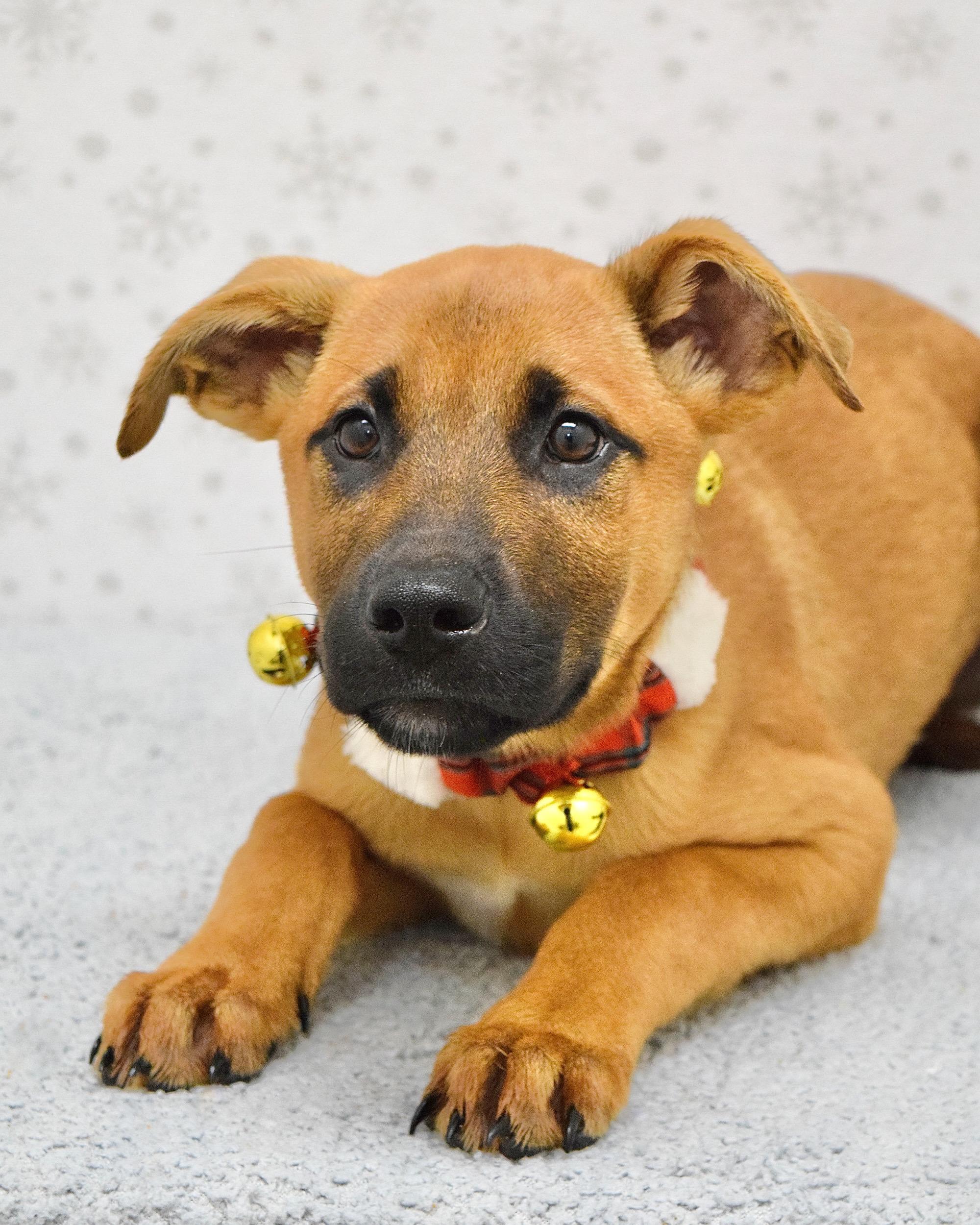 Enlarge Zuko, a ADOPTABLE mixed breed in Dublin, CA image 4/4