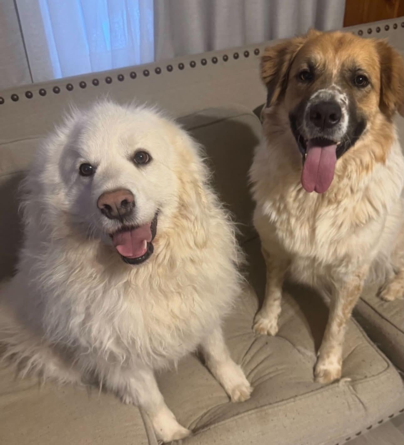 Enlarge Lola, a Adopted Great Pyrenees in Claremont, NC image 2/2
