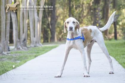 91126a Spudd, Adoptable, Adult Male Hound & Mixed Breed.