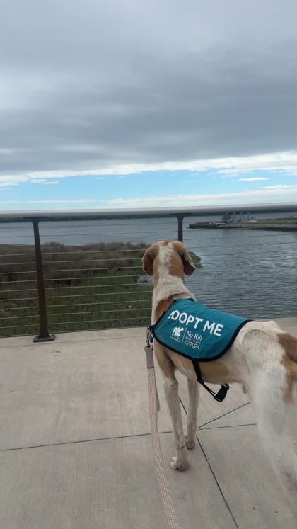 Enlarge 91126a Spudd, a Adoptable mixed breed in North Charleston, SC image 2/3