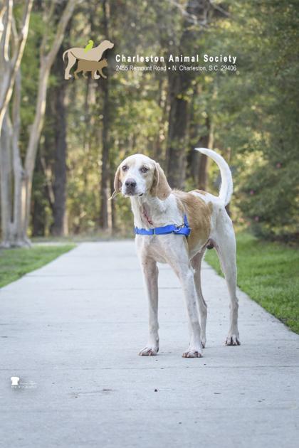 Enlarge 91126a Spudd, a Adoptable mixed breed in North Charleston, SC image 3/3