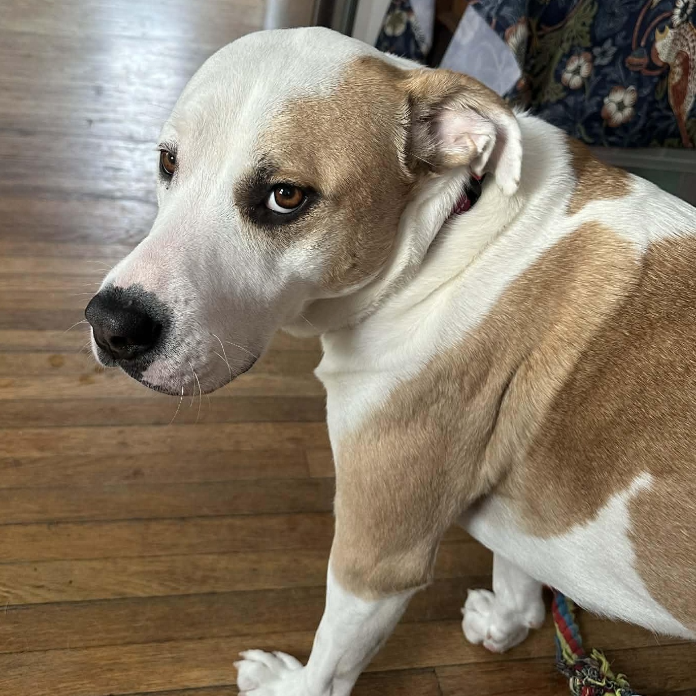 Enlarge Roxy, a Adoptable mixed breed in Rochester, NY image 6/6