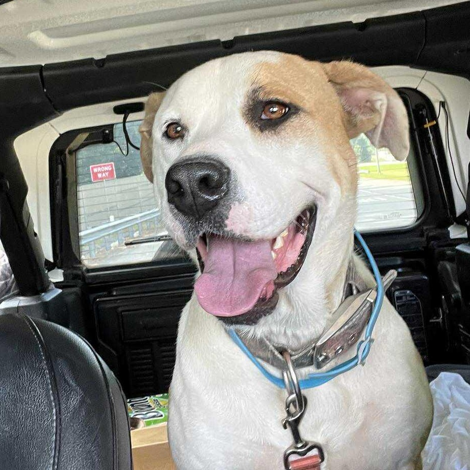 Enlarge Roxy, a Adoptable mixed breed in Rochester, NY image 3/6