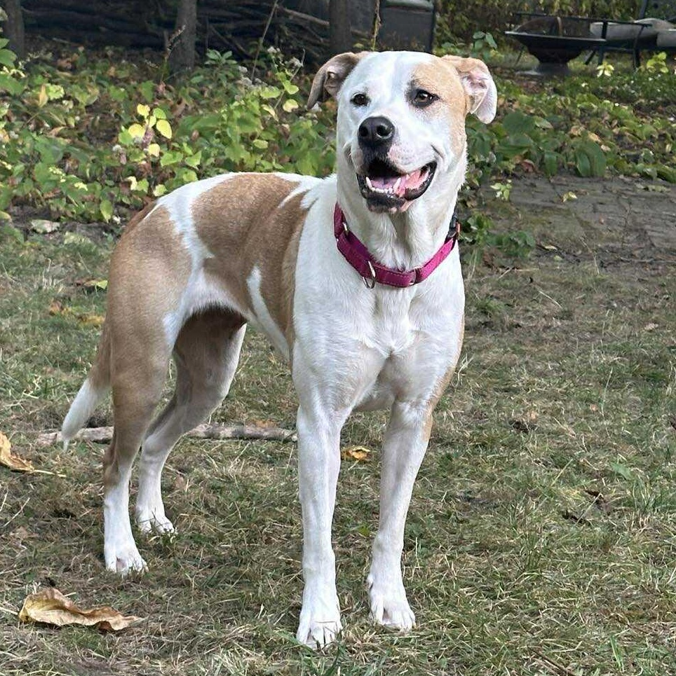Enlarge Roxy, a Adoptable mixed breed in Rochester, NY image 4/6