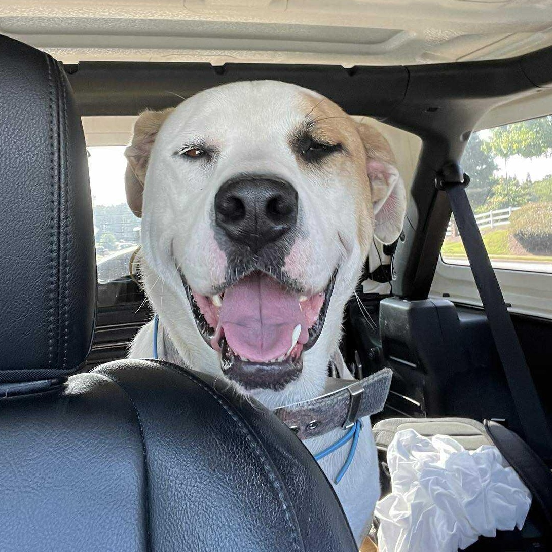 Enlarge Roxy, a Adoptable mixed breed in Rochester, NY image 1/6