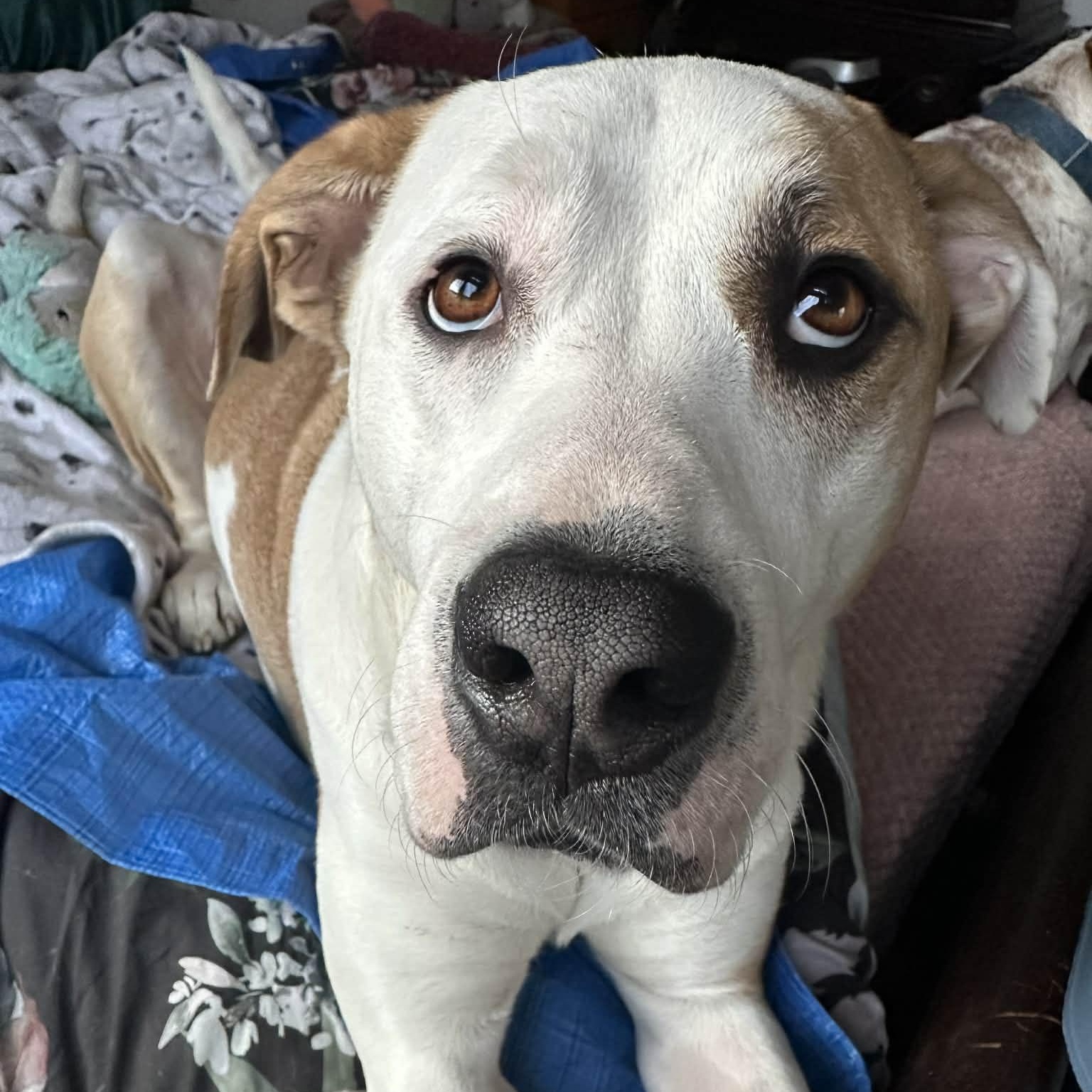 Enlarge Roxy, a Adoptable mixed breed in Rochester, NY image 2/6