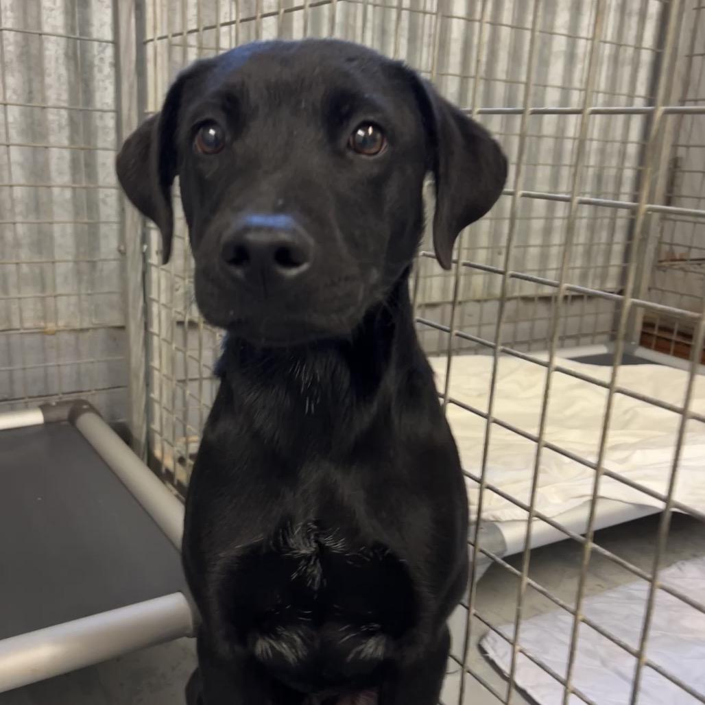 Pop, a Adoptable Mixed Breed in Moab, UT image 1/6