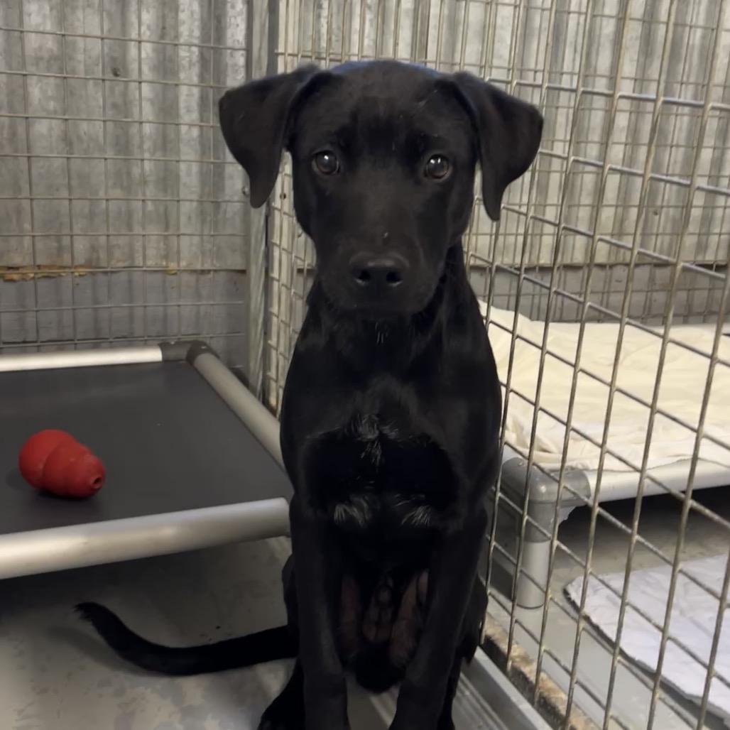 Pop, a Adoptable Mixed Breed in Moab, UT image 2/6