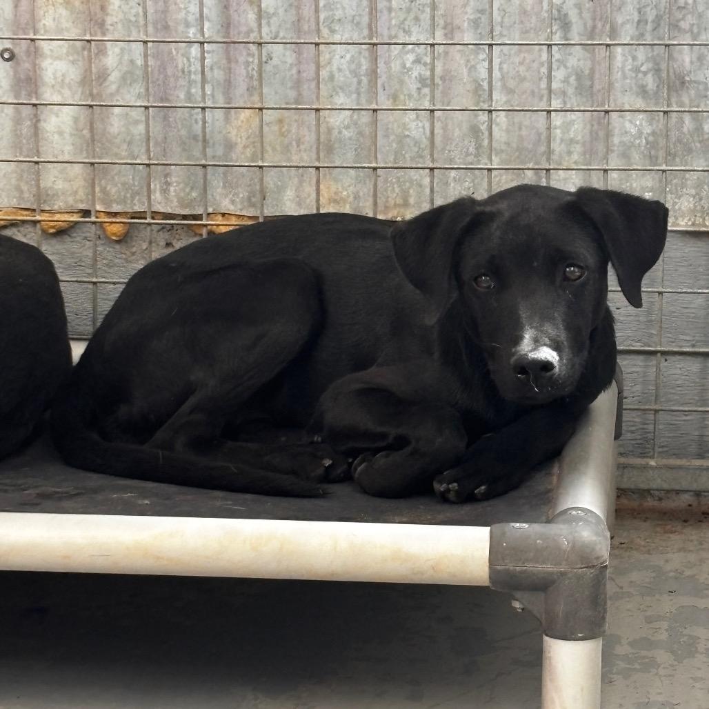 Pop, a Adoptable Mixed Breed in Moab, UT image 3/6