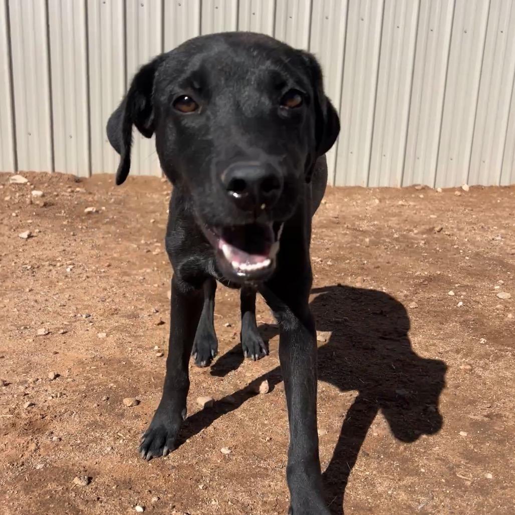 Pop, a Adoptable Mixed Breed in Moab, UT image 4/6