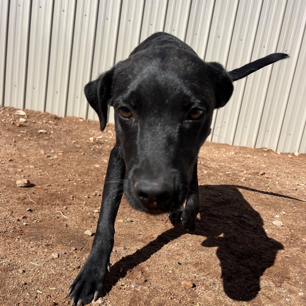 Pop, a Adoptable Mixed Breed in Moab, UT image 5/6