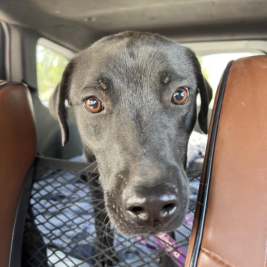 Enlarge Pop, a Adoptable Mixed Breed in Moab, UT image 5/6