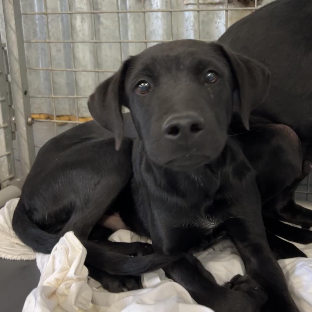 Pop, a Adoptable Mixed Breed in Moab, UT image 6/6