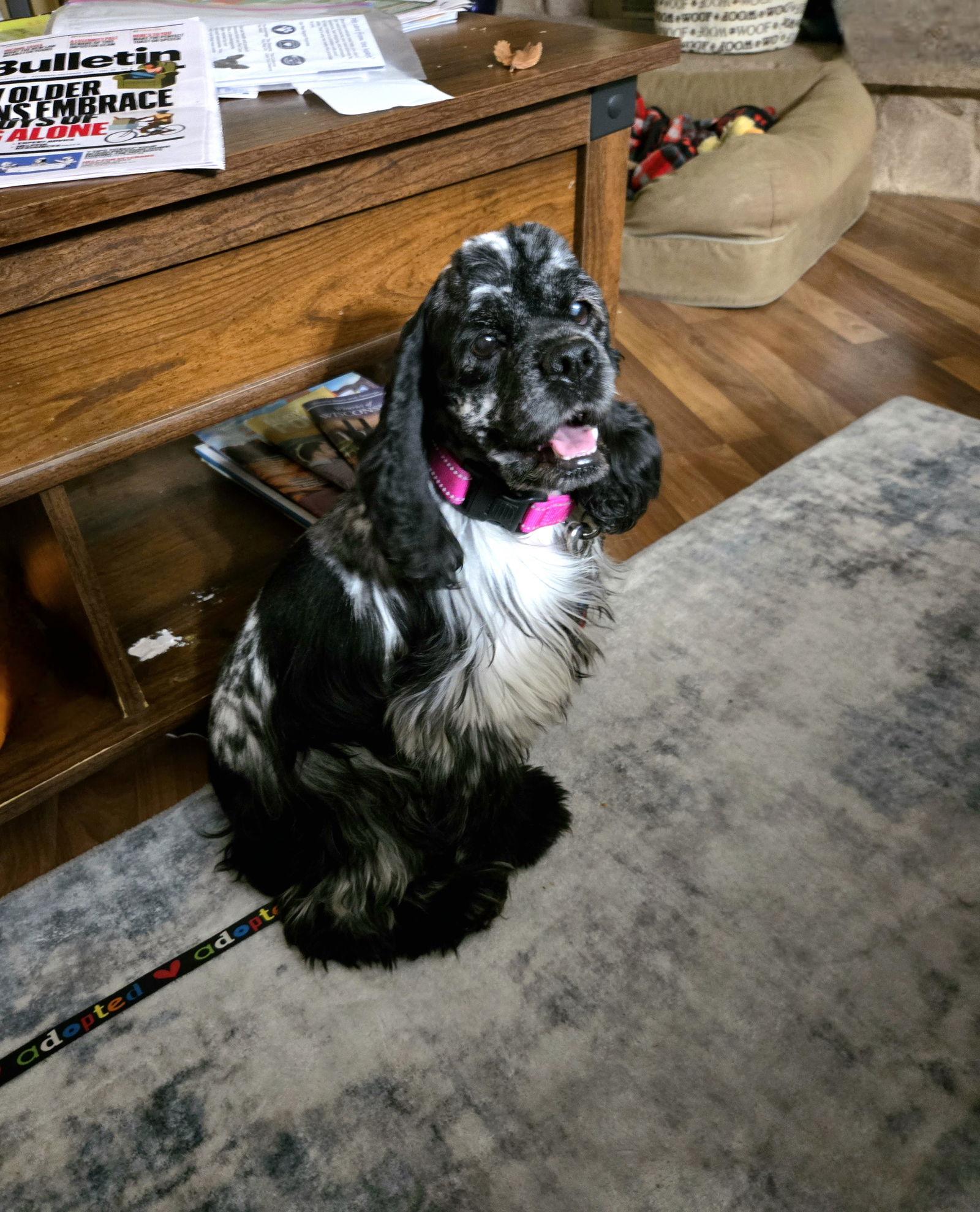 Sparkle, a Adoptable Cocker Spaniel in Council Bluffs, IA image 1/3