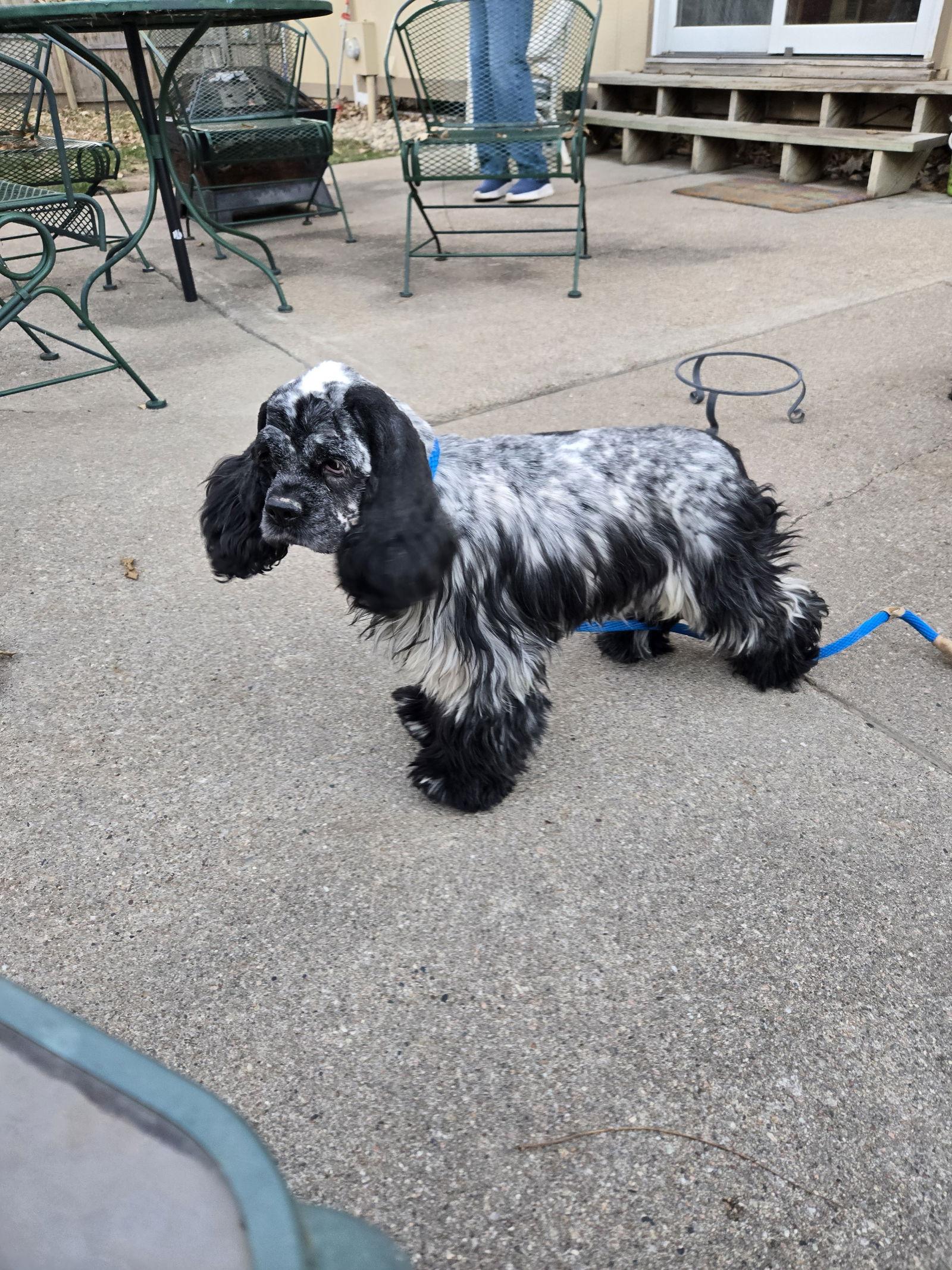 Sparkle, a Adoptable Cocker Spaniel in Council Bluffs, IA image 2/3