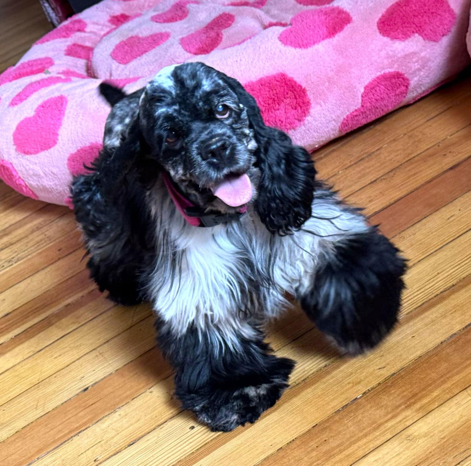 Sparkle, a Adoptable Cocker Spaniel in Council Bluffs, IA image 3/3