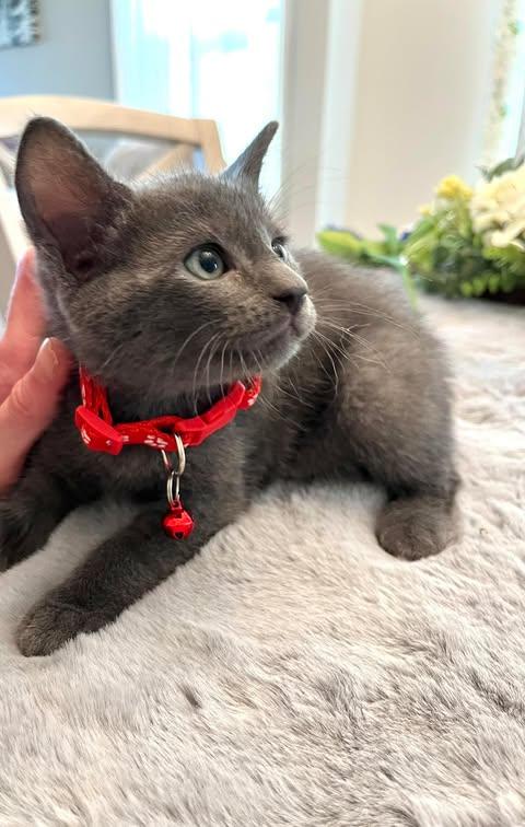 Enlarge Tao, an adopted mixed breed in Maitland, FL image 2/2