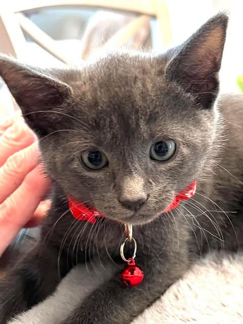 Tao, adopted, Kitten Male Russian Blue.