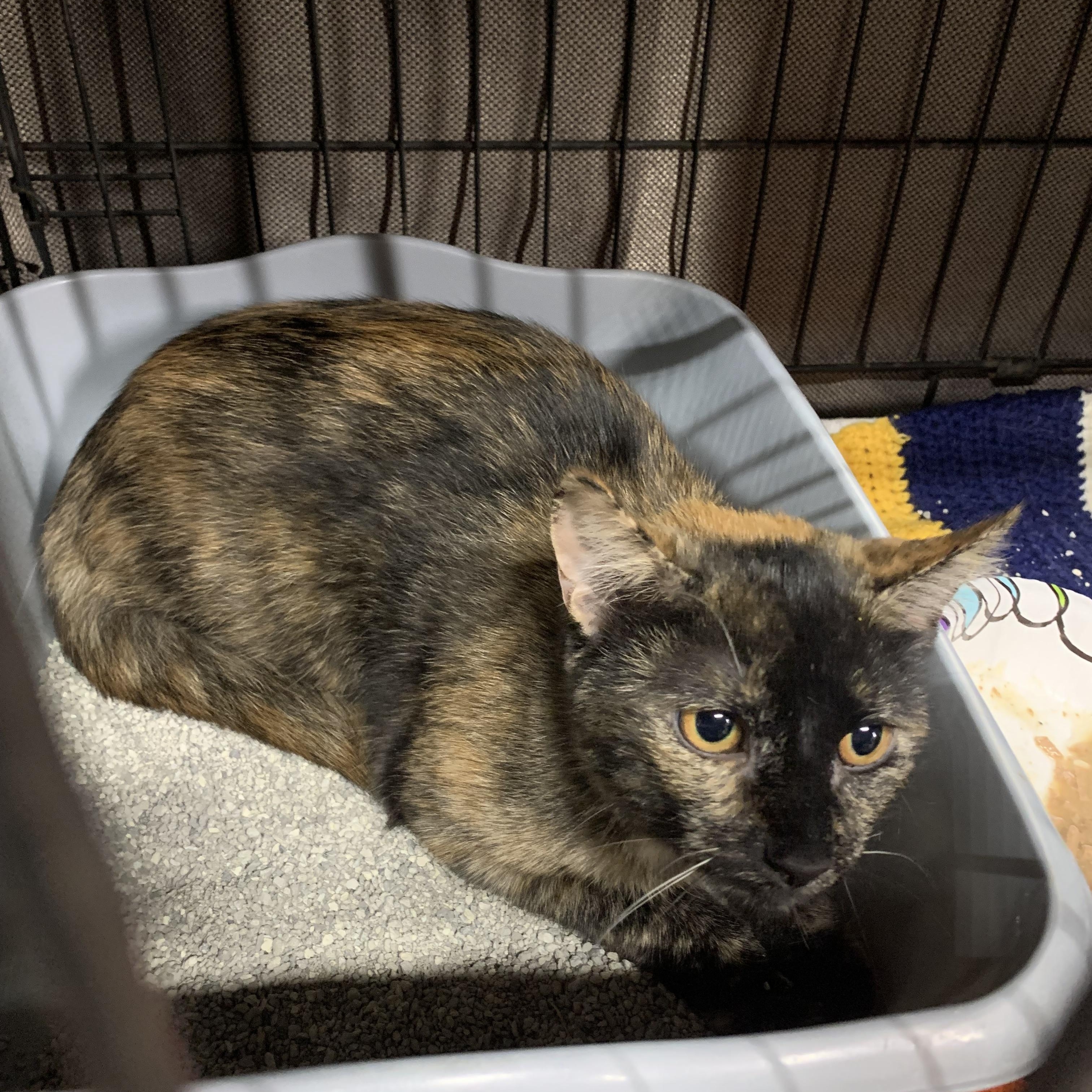 Enlarge Xena, a Adoptable Domestic Short Hair in Brooklyn, NY image 5/6