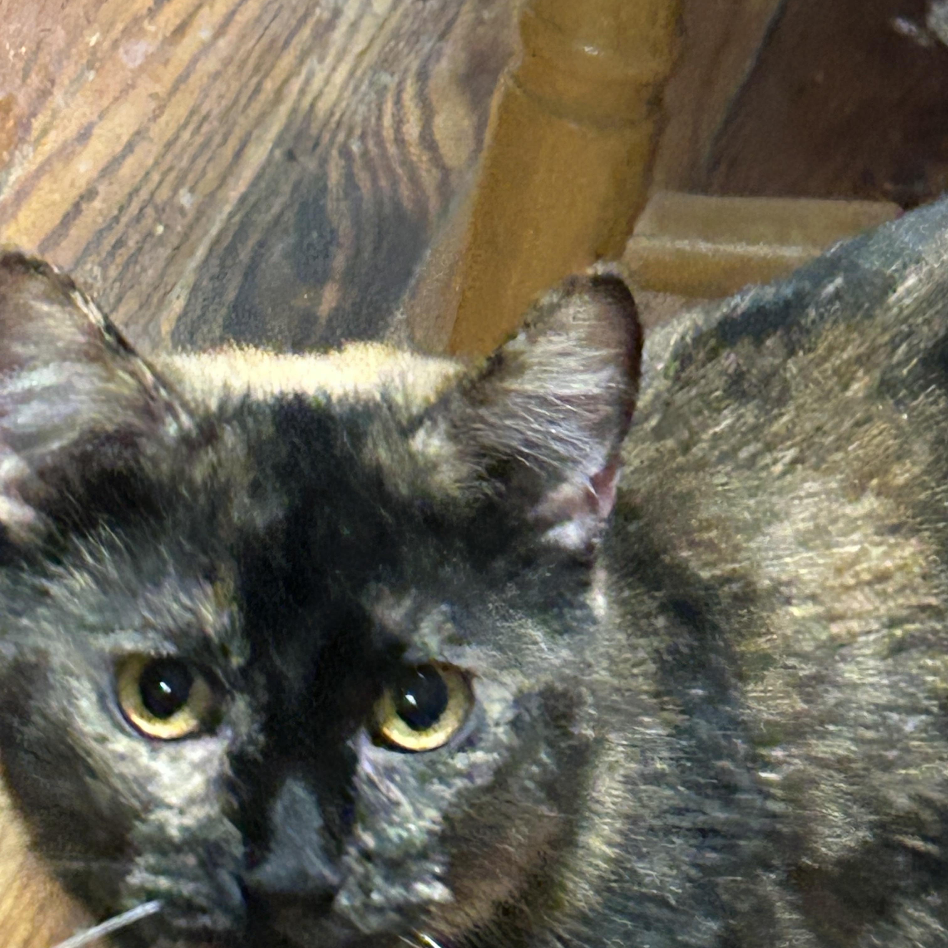 Enlarge Xena, a Adoptable Domestic Short Hair in Brooklyn, NY image 4/6