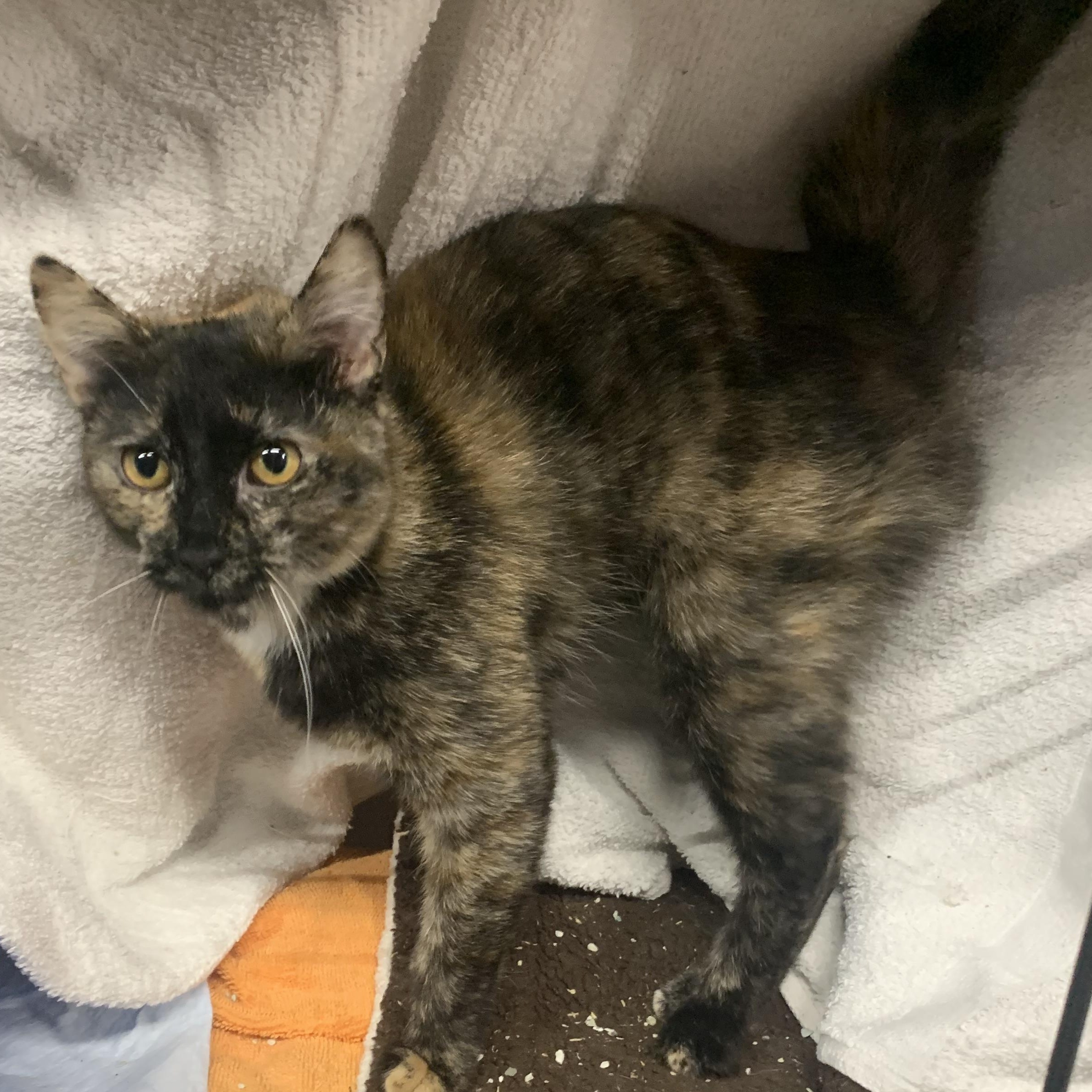 Enlarge Xena, a Adoptable Domestic Short Hair in Brooklyn, NY image 6/6