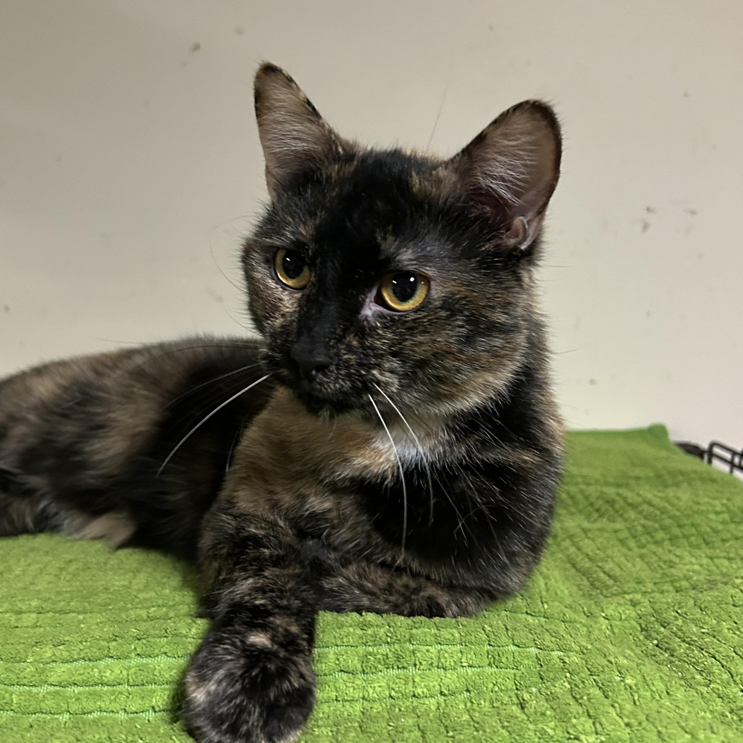 Xena, Adoptable, Adult Female Domestic Short Hair.