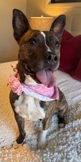 Lola, a ADOPTABLE mixed breed in Arlington, TN image 5/6