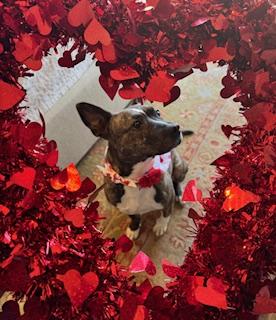 Lola, a ADOPTABLE mixed breed in Arlington, TN image 6/6