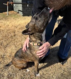 Lola, a ADOPTABLE mixed breed in Arlington, TN image 3/6