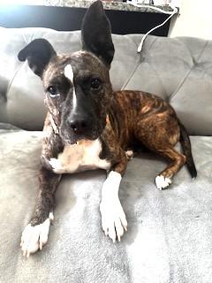 Lola, ADOPTABLE, Young Female Mixed Breed.