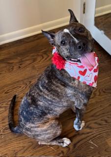 Lola, a ADOPTABLE mixed breed in Arlington, TN image 4/6