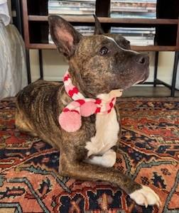 Lola, a ADOPTABLE mixed breed in Arlington, TN image 1/6