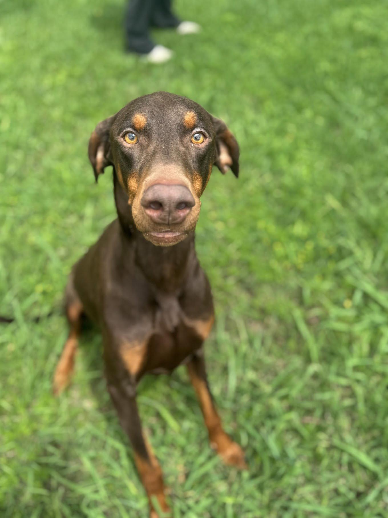 Enlarge Cooper, a Adoptable Doberman Pinscher in Houston, TX image 1/3