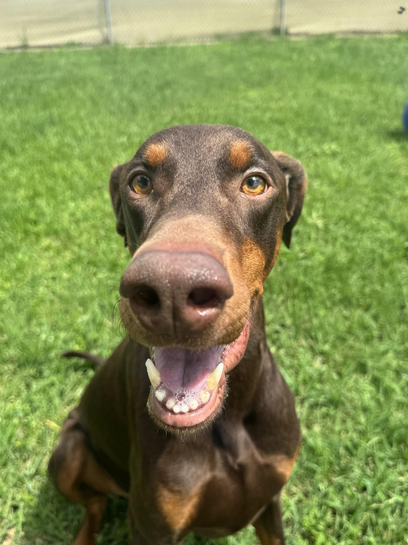 Enlarge Cooper, a Adoptable Doberman Pinscher in Houston, TX image 2/3