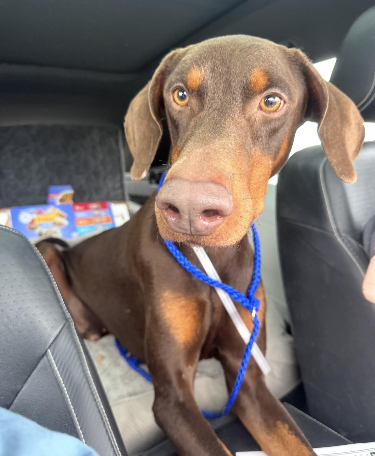 Enlarge Cooper, a Adoptable Doberman Pinscher in Houston, TX image 3/3