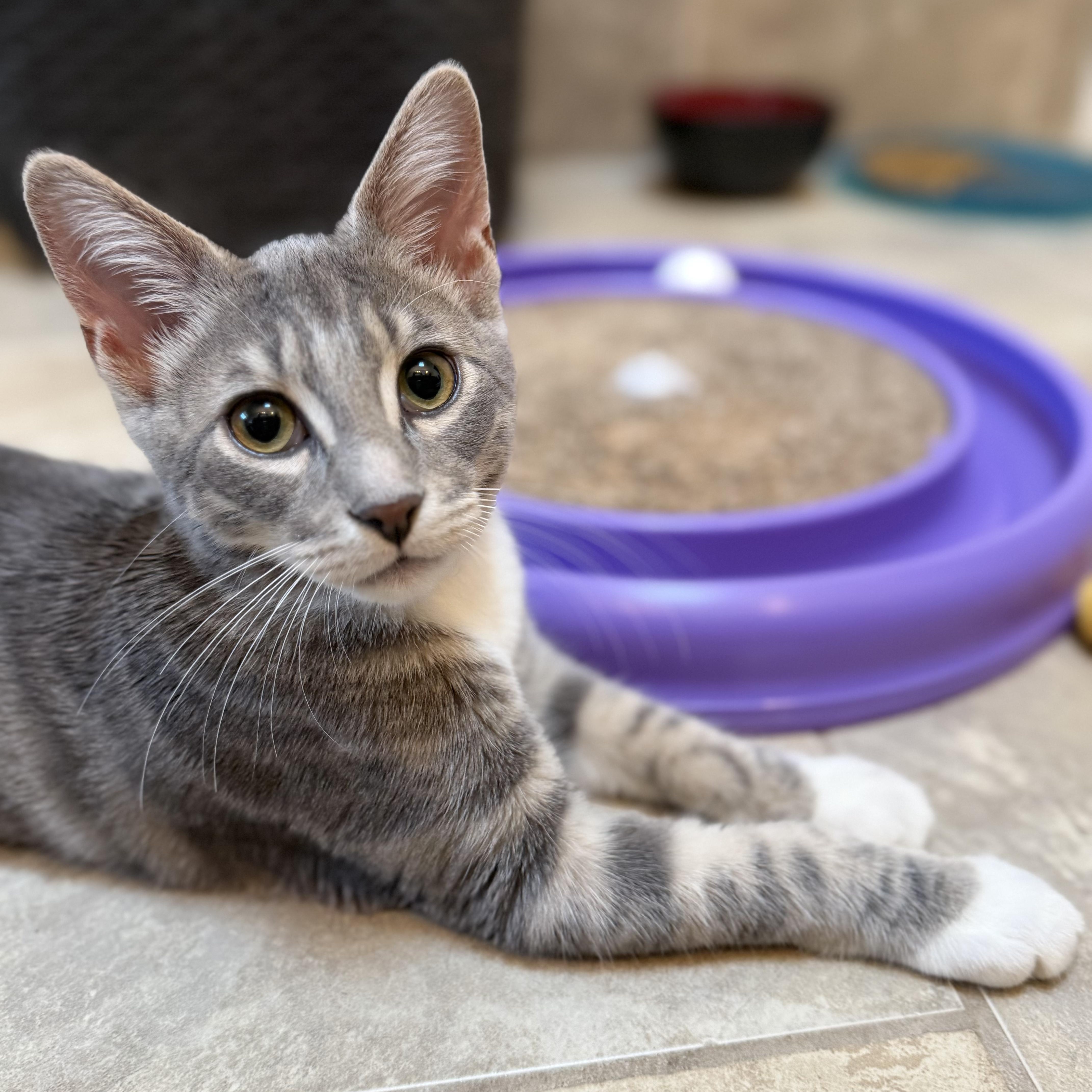 Ziggy, a ADOPTABLE Domestic Short Hair in Roanoke, VA image 2/2