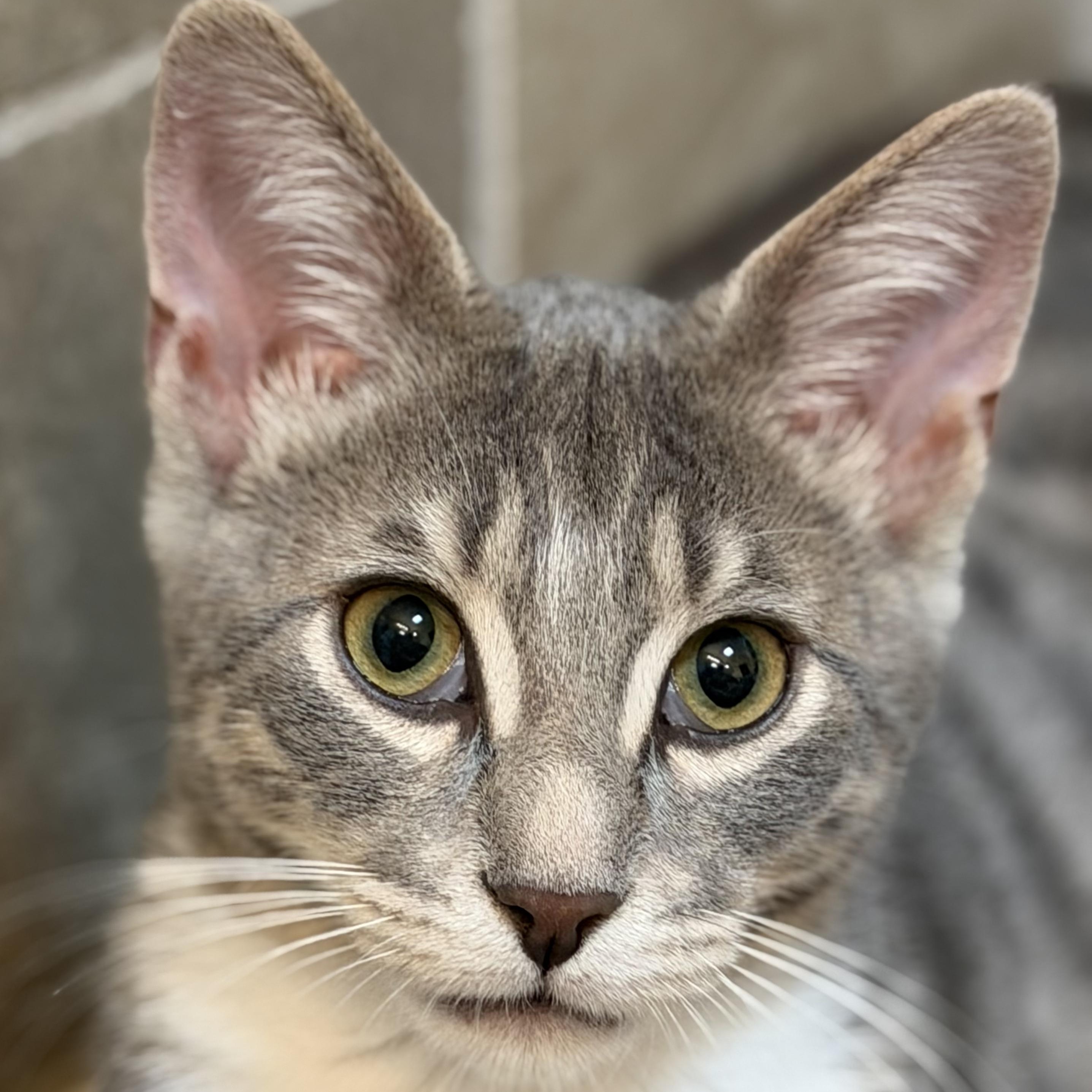 Ziggy, a ADOPTABLE Domestic Short Hair in Roanoke, VA image 1/2
