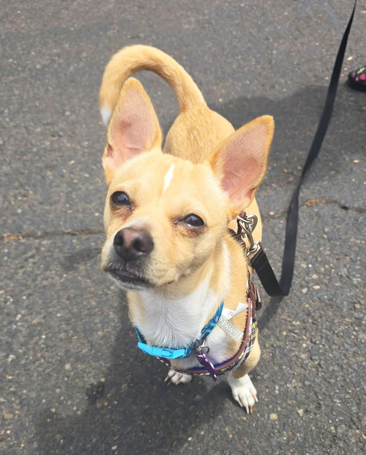 Jake, a ADOPTABLE mixed breed in Eugene, OR image 3/3