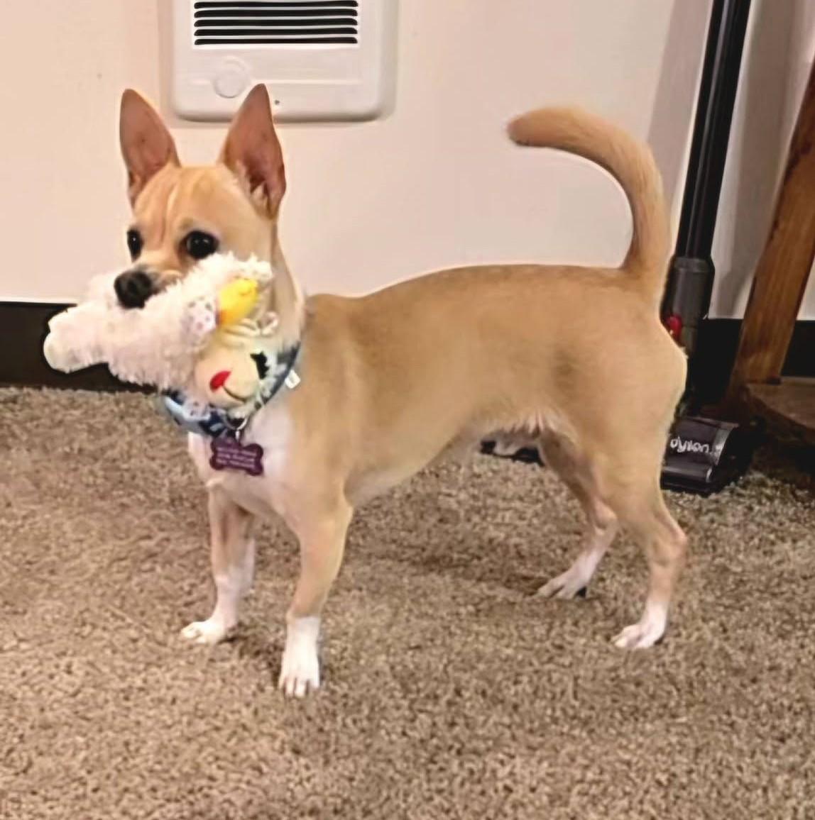Jake, a ADOPTABLE mixed breed in Eugene, OR image 2/3