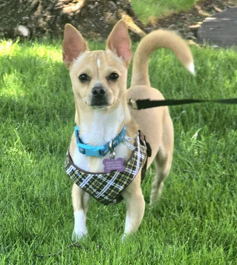 Jake, ADOPTABLE, Young Male Chihuahua.