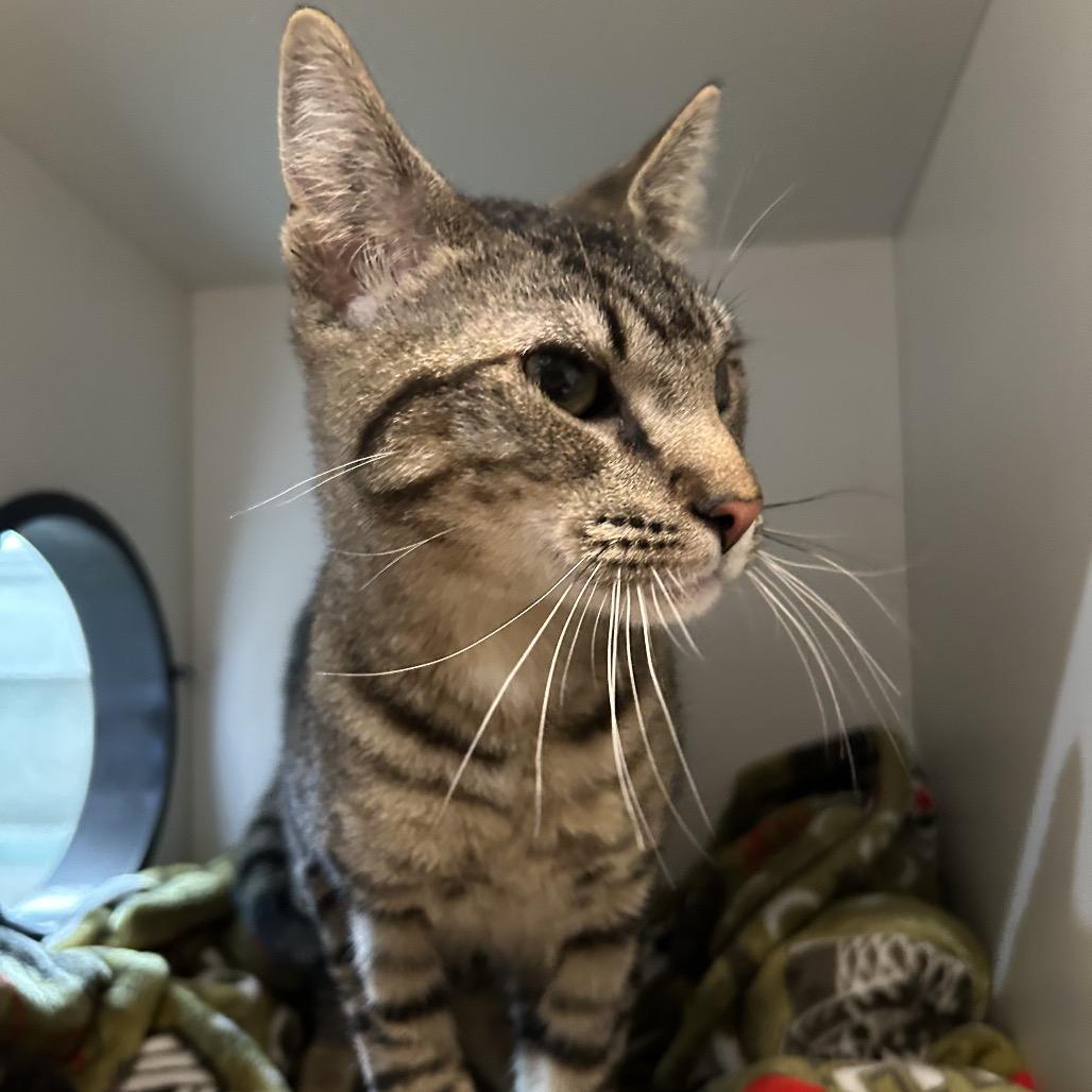 Pleakley, Adoptable, Young Male Domestic Short Hair.