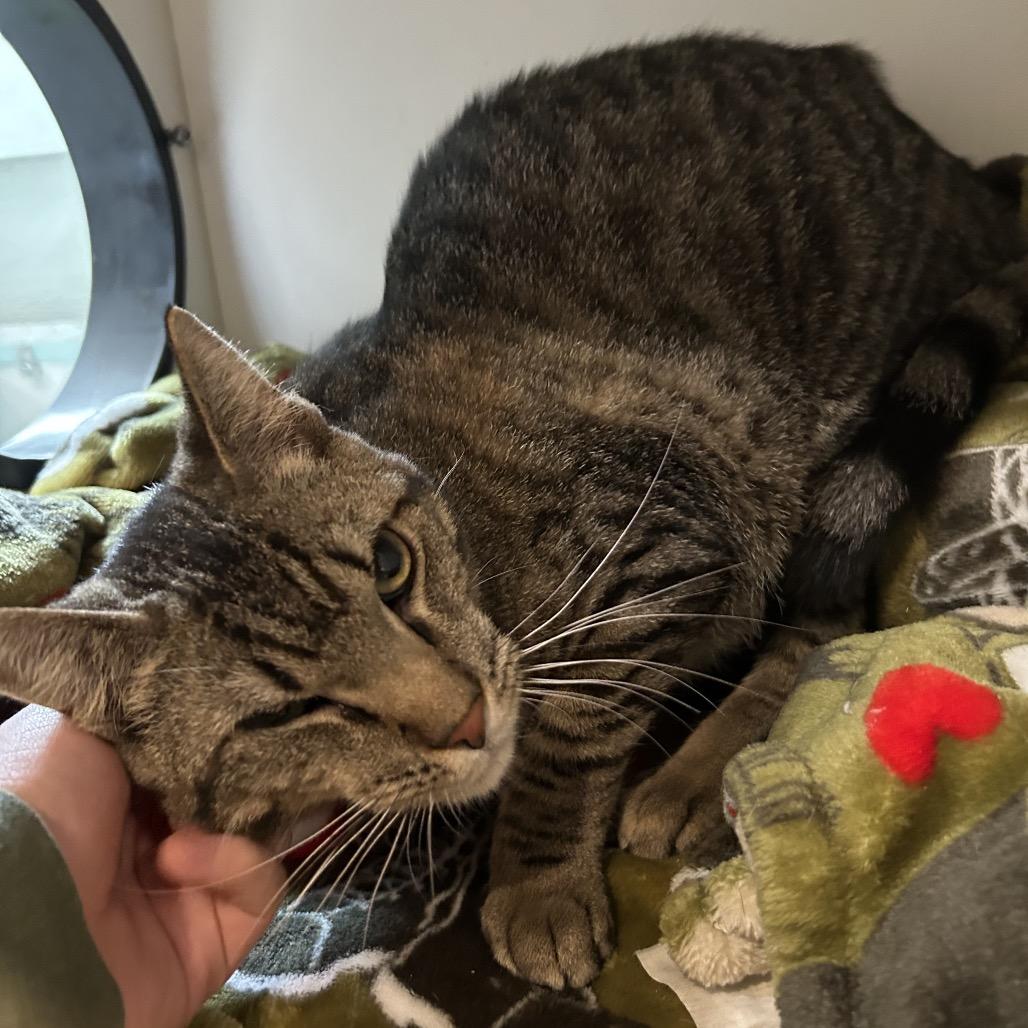 Pleakley, a Adoptable Domestic Short Hair in Saint Charles, MO image 2/6